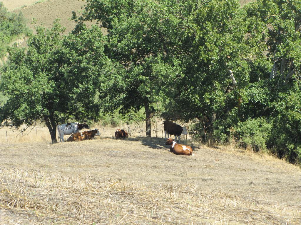 Agriturismo San Pietro Gangi Buitenkant foto