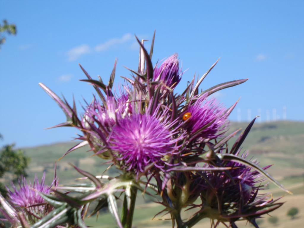 Agriturismo San Pietro Gangi Buitenkant foto